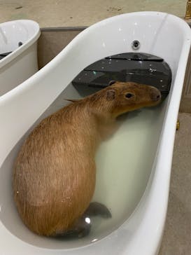 アニタッチPARKイオンモール太田に投稿された画像（2024/6/29）