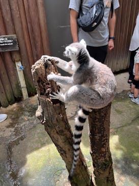 神戸どうぶつ王国に投稿された画像（2024/6/29）