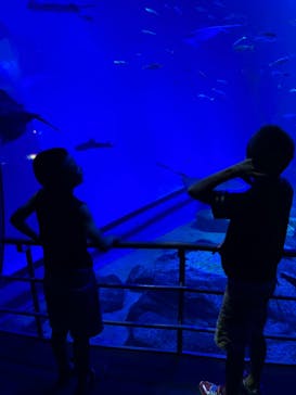 アクアワールド茨城県大洗水族館に投稿された画像（2024/6/29）