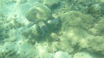 沖縄ダイビングショップ　シェルシーに投稿された画像（2024/6/29）