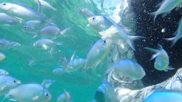 沖縄ダイビングショップ　シェルシーに投稿された画像（2024/6/29）