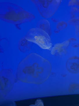 アクアワールド茨城県大洗水族館に投稿された画像（2024/6/29）