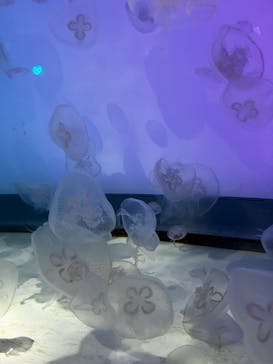 アクアワールド茨城県大洗水族館に投稿された画像（2024/6/29）