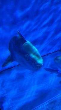 アクアワールド茨城県大洗水族館に投稿された画像（2024/6/29）