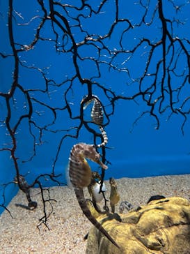 アクアワールド茨城県大洗水族館に投稿された画像（2024/6/29）