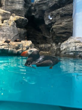 アクアワールド茨城県大洗水族館に投稿された画像（2024/6/29）