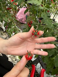 くらもとファームに投稿された画像（2024/6/29）