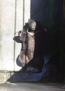 奥飛騨クマ牧場に投稿された画像（2024/6/29）