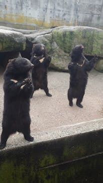 奥飛騨クマ牧場に投稿された画像（2024/6/29）