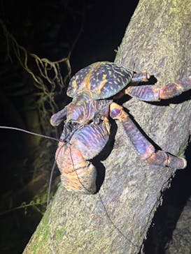 西表島 ADVENTURE PiPi（アドベンチャーピピ）に投稿された画像（2024/6/29）