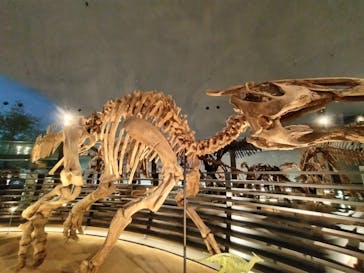 福井県立恐竜博物館に投稿された画像（2024/6/29）