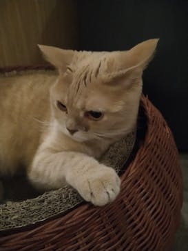 猫カフェモカ　新宿店に投稿された画像（2024/6/29）