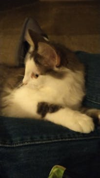 猫カフェモカ　新宿店に投稿された画像（2024/6/29）