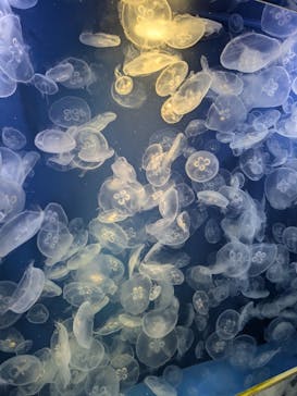 鴨川シーワールドに投稿された画像（2024/6/29）