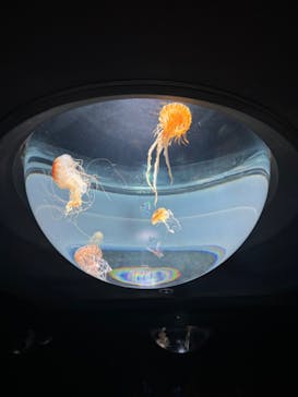 サンシャイン水族館に投稿された画像（2024/6/29）