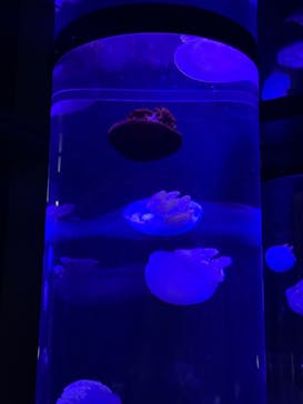 サンシャイン水族館に投稿された画像（2024/6/29）