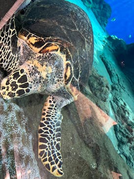 名古屋港水族館に投稿された画像（2024/6/29）