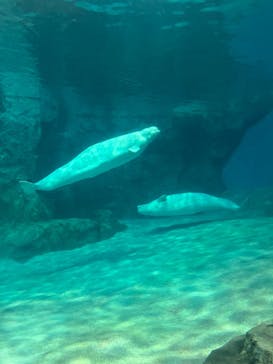名古屋港水族館に投稿された画像（2024/6/29）