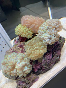 AOAO SAPPOROに投稿された画像（2024/6/29）