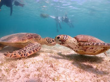 宮古島マリンショップSmileyに投稿された画像（2024/6/29）