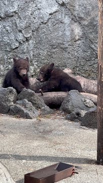 のぼりべつクマ牧場に投稿された画像（2024/6/30）