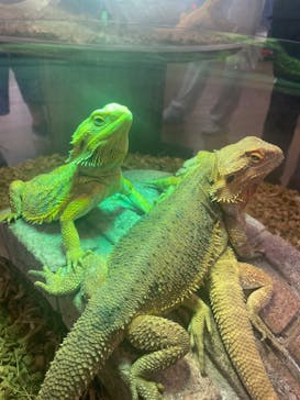 NARA IKIMONO MUSEUMに投稿された画像（2024/6/30）