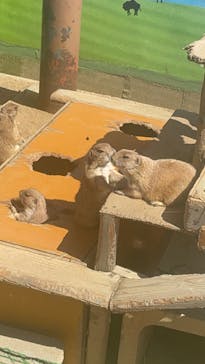 淡路ファームパーク イングランドの丘に投稿された画像（2024/6/30）