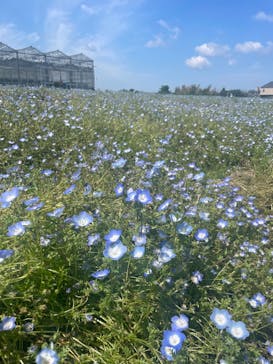 淡路ファームパーク イングランドの丘に投稿された画像（2024/6/30）