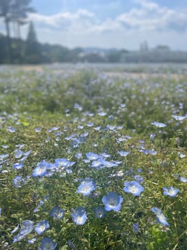 淡路ファームパーク イングランドの丘に投稿された画像（2024/6/30）