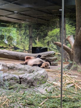 恩賜上野動物園に投稿された画像（2024/6/30）