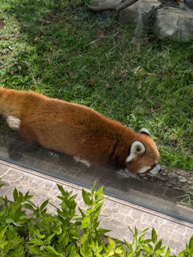 恩賜上野動物園に投稿された画像（2024/6/30）