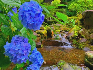 箱根湯本温泉 天成園に投稿された画像（2024/6/30）