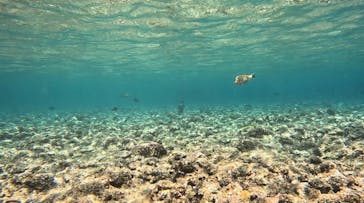 沖縄マリンサービス碧に投稿された画像（2024/6/30）