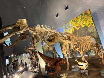 福井県立恐竜博物館に投稿された画像（2024/6/30）