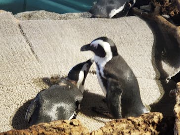 NIFREL（ニフレル）に投稿された画像（2024/6/30）