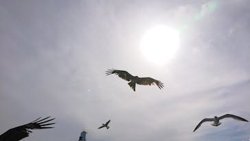 伊根湾めぐり遊覧船に投稿された画像（2024/6/30）