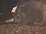 天王寺動物園に投稿された画像（2024/6/30）
