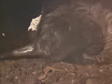 天王寺動物園に投稿された画像（2024/6/30）