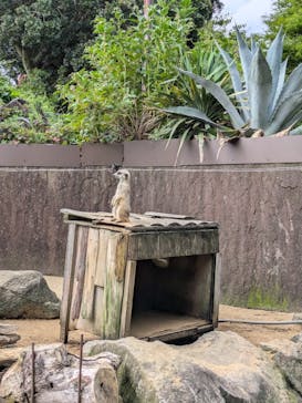 伊豆シャボテン動物公園に投稿された画像（2024/6/30）