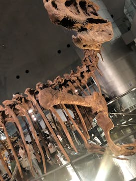 福井県立恐竜博物館に投稿された画像（2024/6/30）