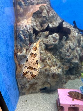 竹島水族館に投稿された画像（2024/6/30）