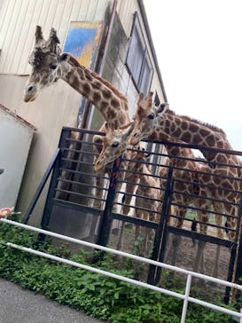 宇都宮動物園に投稿された画像（2024/6/30）