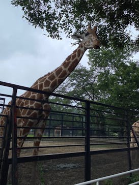 宇都宮動物園に投稿された画像（2024/6/30）