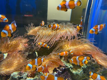 NIFREL（ニフレル）に投稿された画像（2024/6/30）