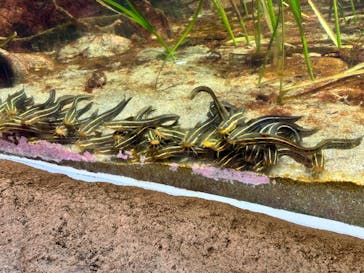 鴨川シーワールドに投稿された画像（2024/6/30）