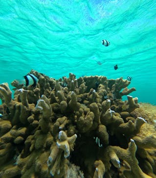 nico 宮古島に投稿された画像（2024/6/30）