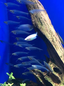 サンシャイン水族館に投稿された画像（2024/6/30）