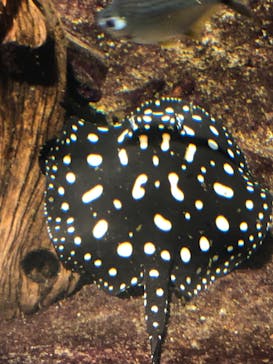 サンシャイン水族館に投稿された画像（2024/6/30）