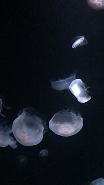 サンシャイン水族館に投稿された画像（2024/6/30）