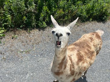 岩手サファリパークに投稿された画像（2024/6/30）